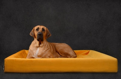 Bia Royal Samt Hundekorbüberzug Ocker – waschbar bei 40 Grad für Hunde