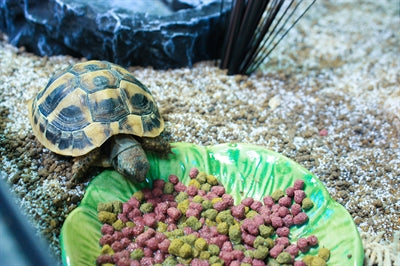 Happy Pet Fressnapf Grün Blattgrün