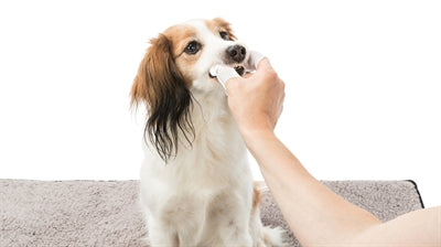 Trixie Zahnpflege-Fingerpads Hunde Verpackung mit Anwendungshinweisen