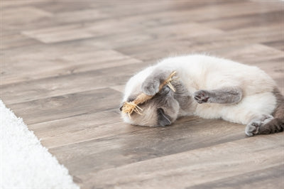 Trixie Matatabi Katzenspielzeug Stock mit Fransen Verpackung