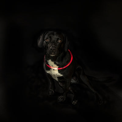 Trixie Hunde-Leuchtkragen Rot TPU – Produktverpackung mit Beschreibung