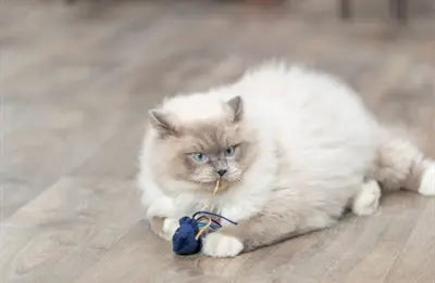 Trixie Zeedier Pluche Met Catnip Assorti