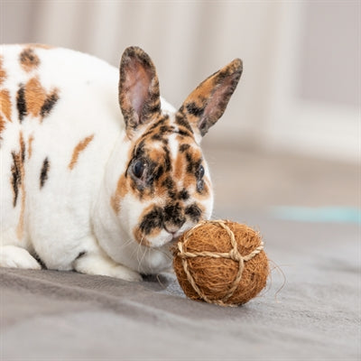 Trixie Kokosbal Detailansicht – Nagerspielzeug Kokosnuss Textur Naturmaterial Nahaufnahme