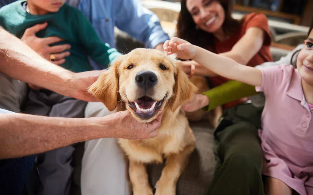 🐾 Honden en Familie: Meer dan alleen een huisdier - Pet Valley