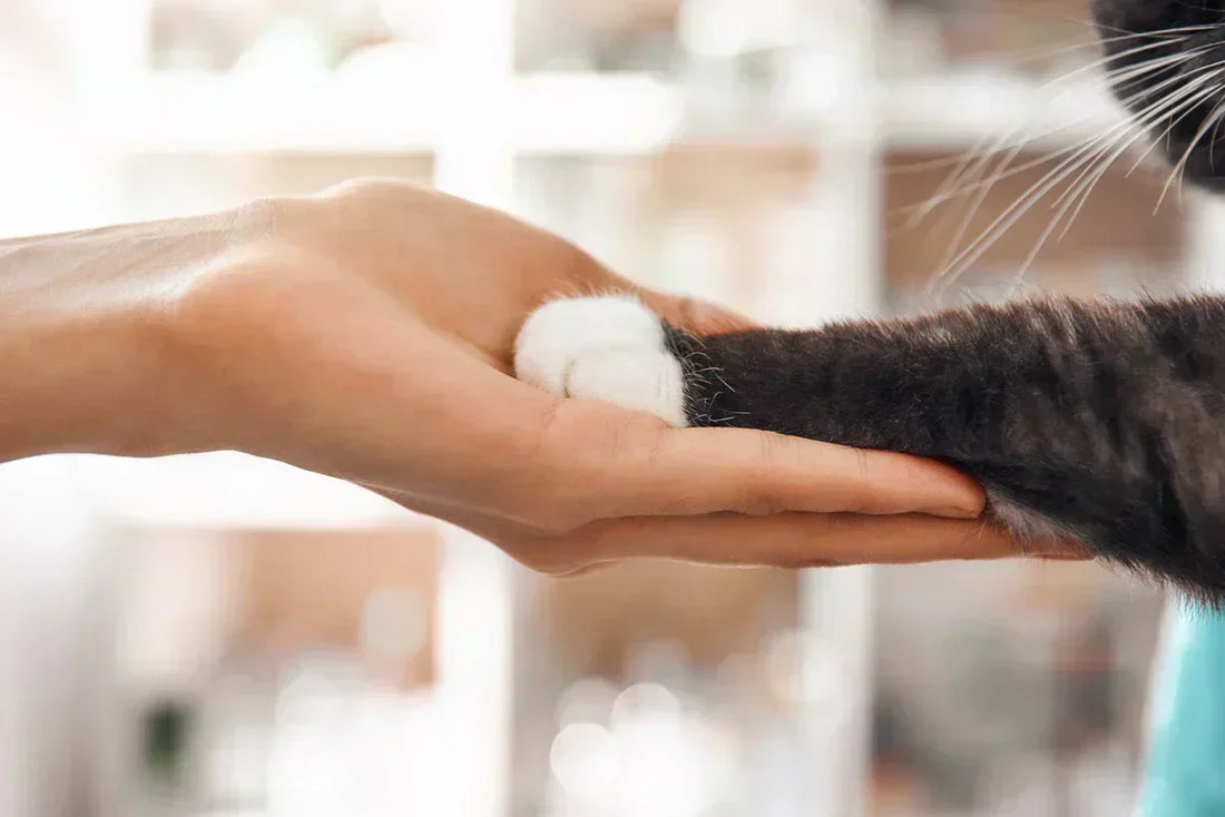 🐱 Katten: Koning(in) van het huis - Pet Valley