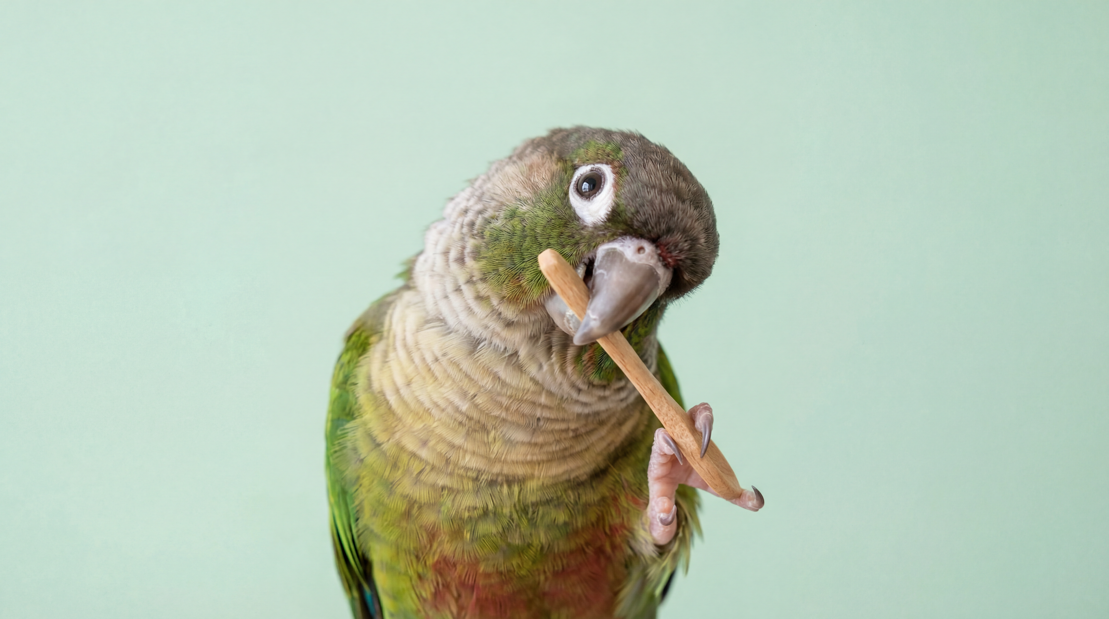 Vogel
