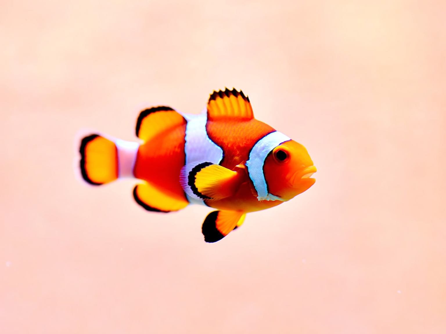 Fisch