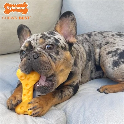 Nylabone Dura Chew Käseknochen