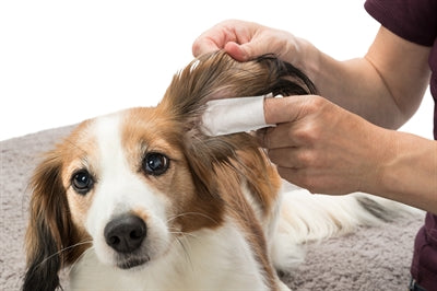 Trixie Ohrpflege-Fingerpolster Hund Verpackung mit Anwendungshinweisen