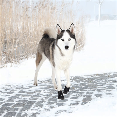 Trixie Walker Active Pfotenschutz – Paar von oben