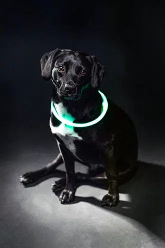 Trixie Leuchtkragen Usb Blitzlicht Wiederaufladbar Tpu Grün
