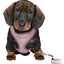 Trixie Junior Puppytuig Soft Met Riem Lila