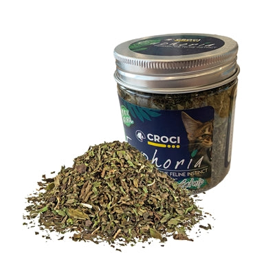 Croci Euphoria Katzenminze im Topf – Frische Katzenminze-Pflanze zum Selbstziehen