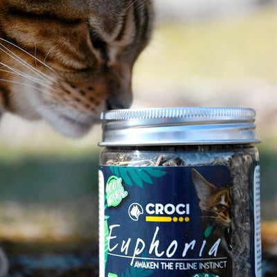 Croci Euphorie Katzenminze Topf