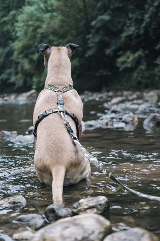 Morso H-Geschirr Vollmetall Hund Braun recycelt Detailansicht Verschluss und Schnalle