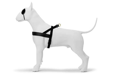 Morso norwegisches Hundegeschirr recycelt Gold Kaviar elegantes Y-Geschirr