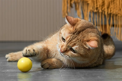 Dynamischer Spielball Eti für Katzen Nahaufnahme Material