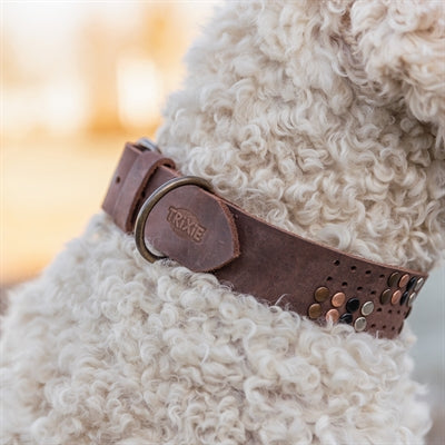 Trixie Nietenhalsband Hund Leder dunkelbraun – Detailansicht Nieten und Spitze