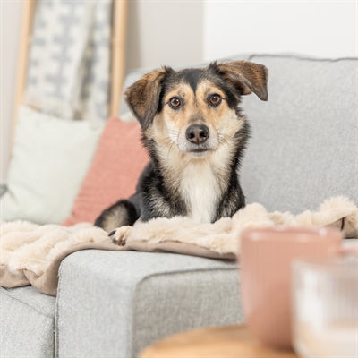 Trixie Hundedecke Elli Sand – Hund auf der gemütlichen Liegedecke