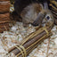 Nature First Happy Pet Willow Sticks
